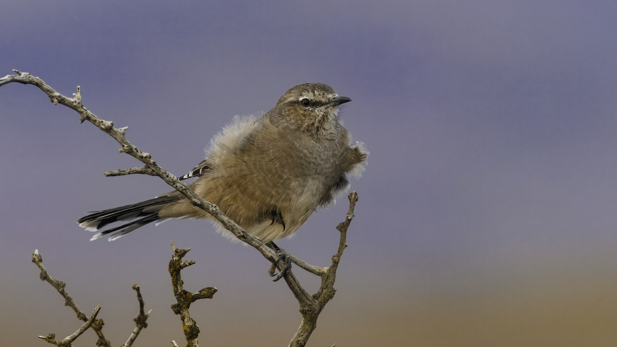 Patagonian Mockingbird - ML642785846