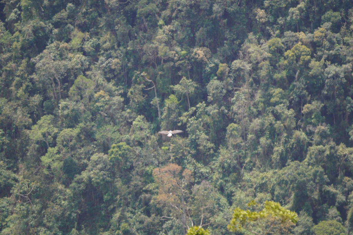 White-tailed Hawk - ML642785849