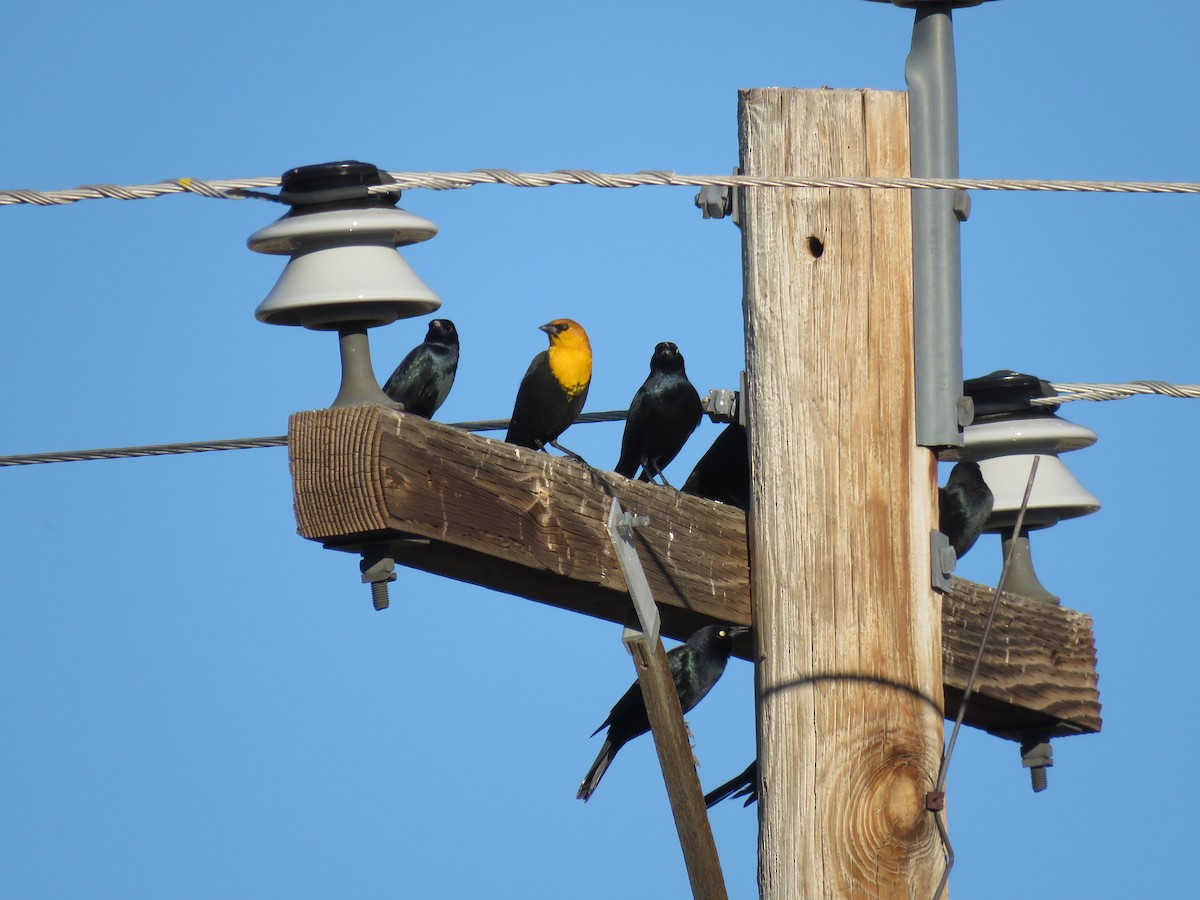 Yellow-headed Blackbird - ML642785851