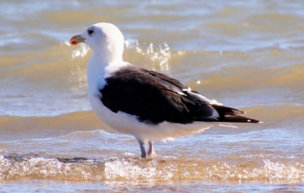Great Black-backed Gull - ML642785857