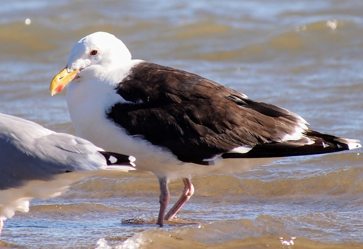 Great Black-backed Gull - ML642785868