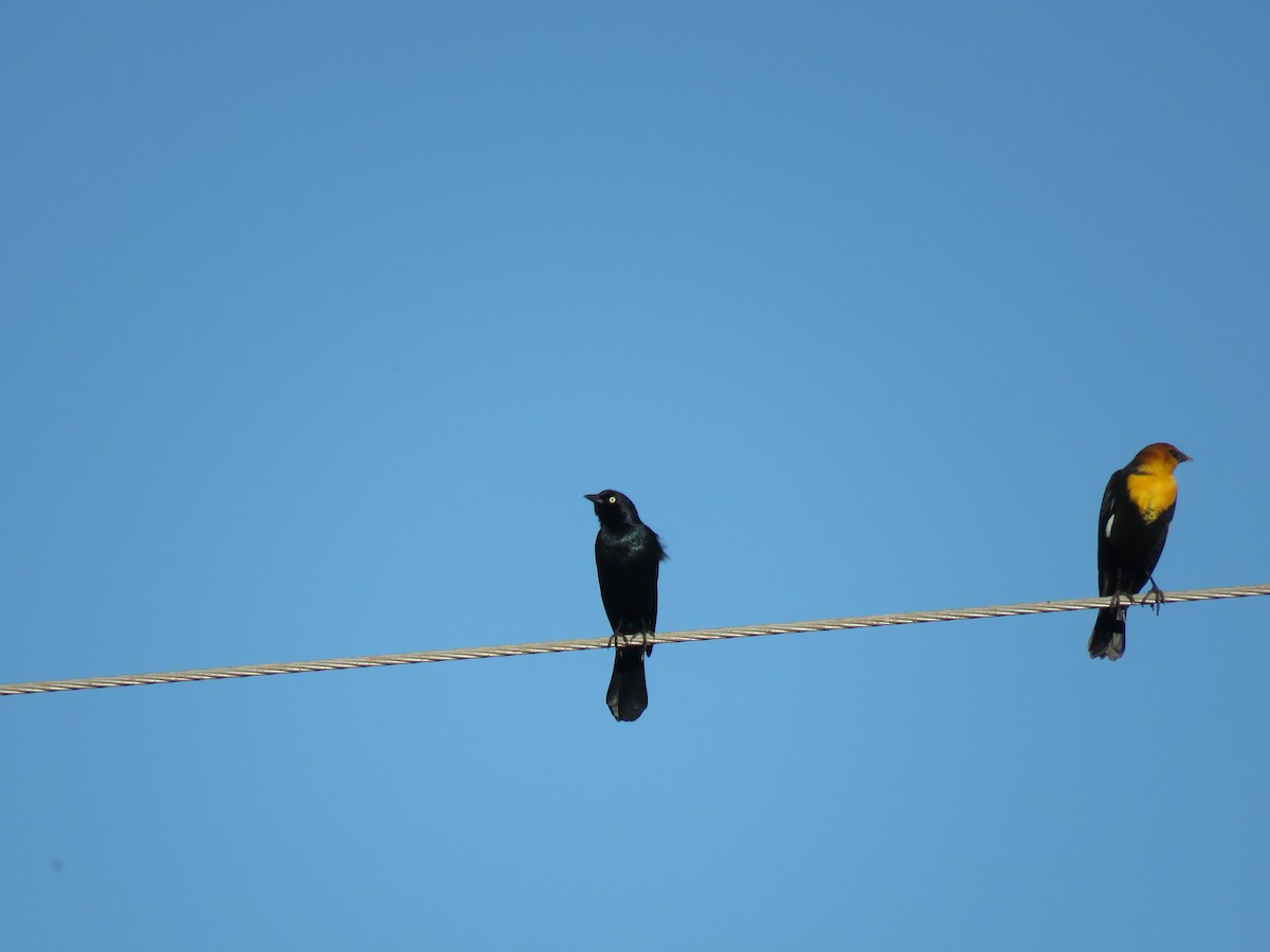 Brewer's Blackbird - ML642785870