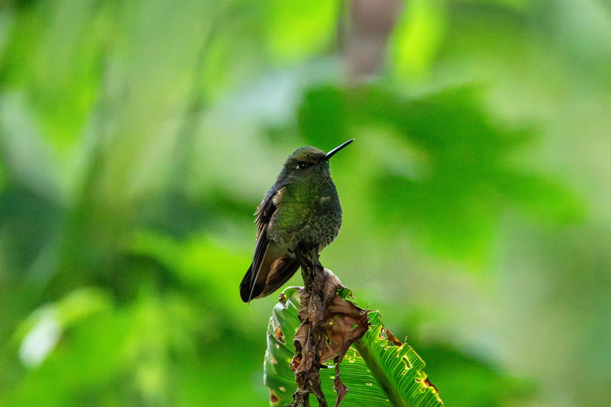 Fahlschwanzkolibri - ML642785872