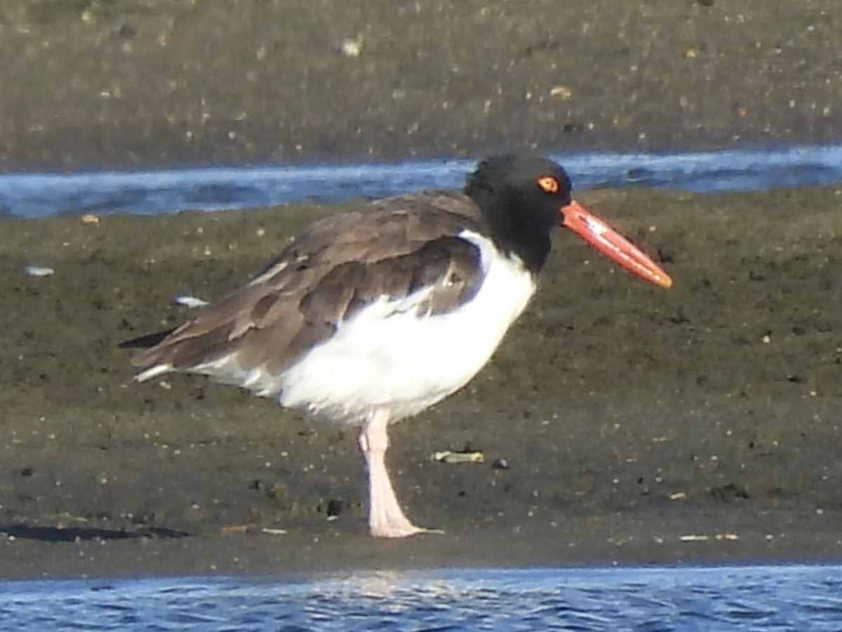American Oystercatcher - ML642785873