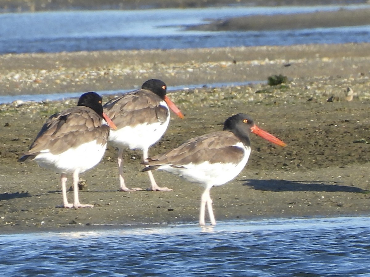 American Oystercatcher - ML642785874