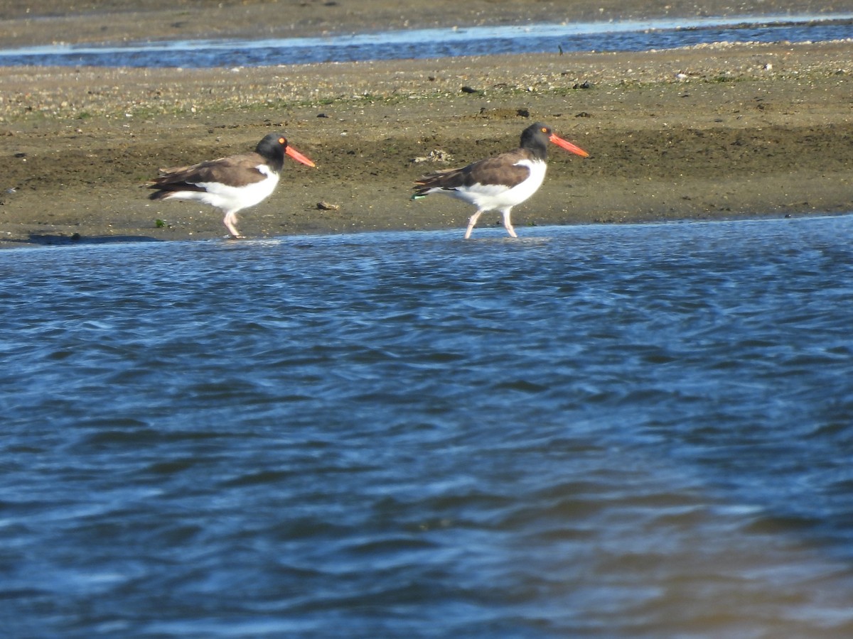 American Oystercatcher - ML642785876