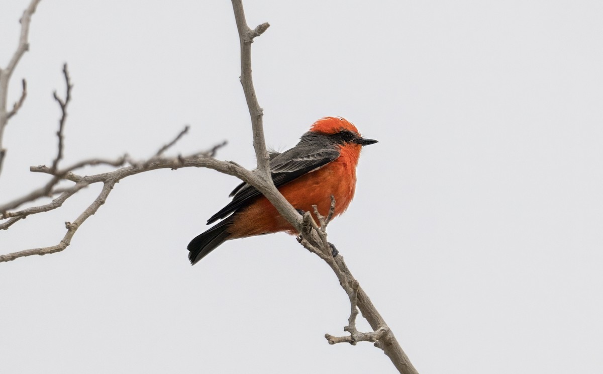 Vermilion Flycatcher - ML642785903