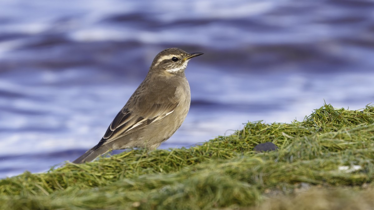 Buff-winged Cinclodes - ML642785911