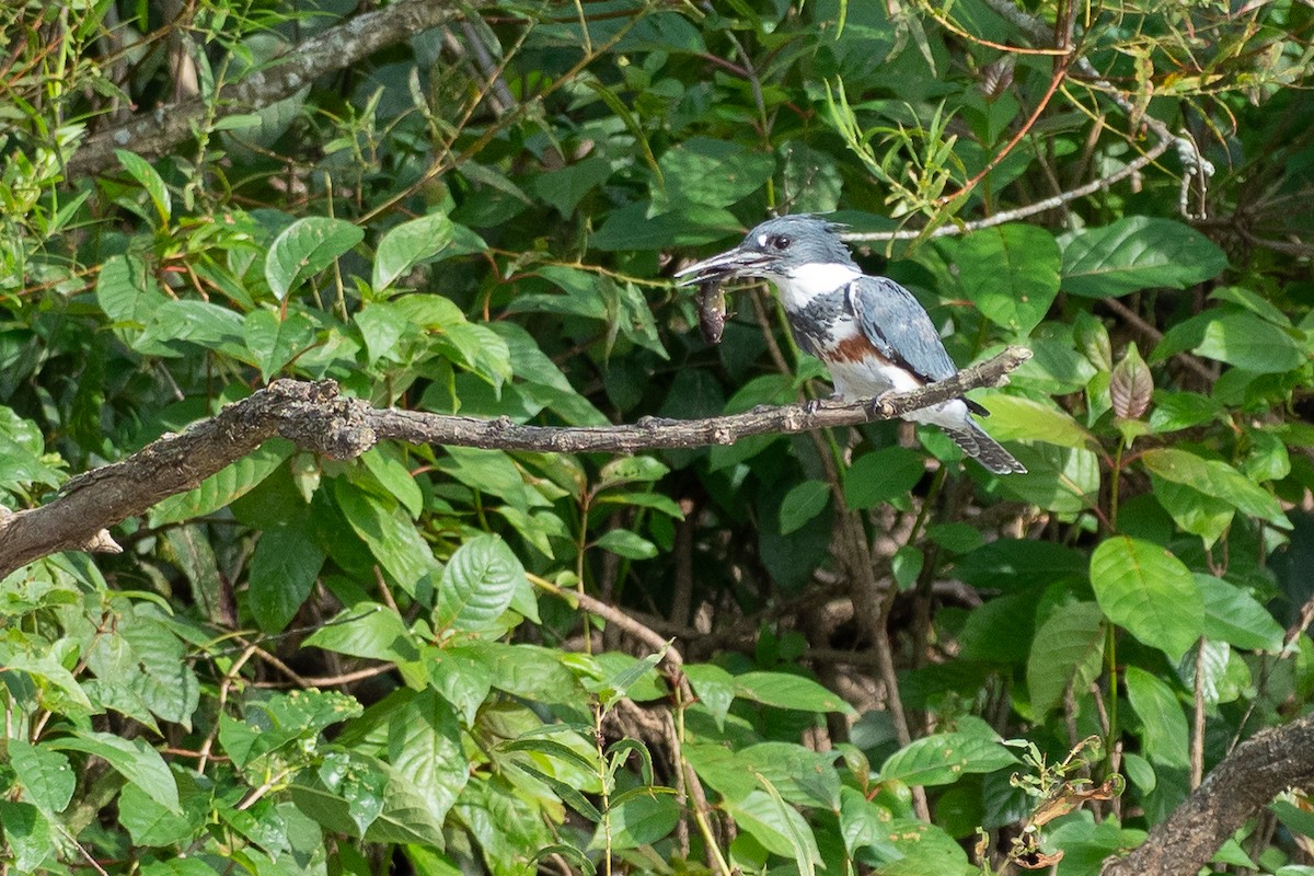 Belted Kingfisher - ML642785912