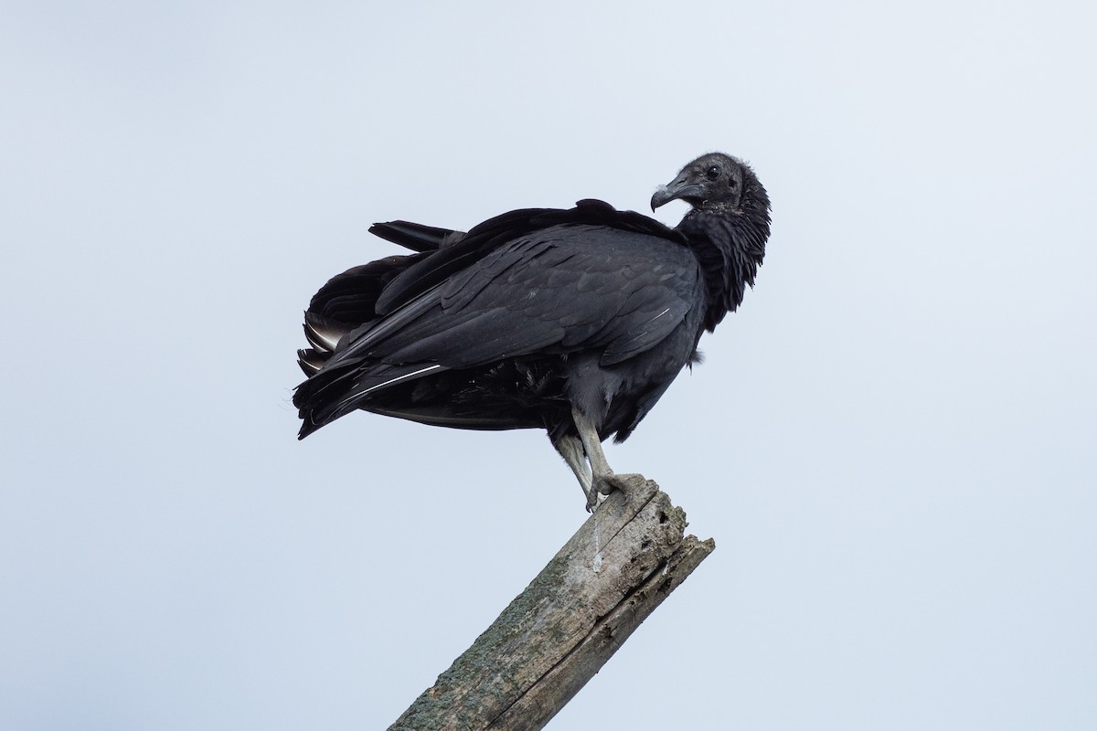Black Vulture - ML642785915