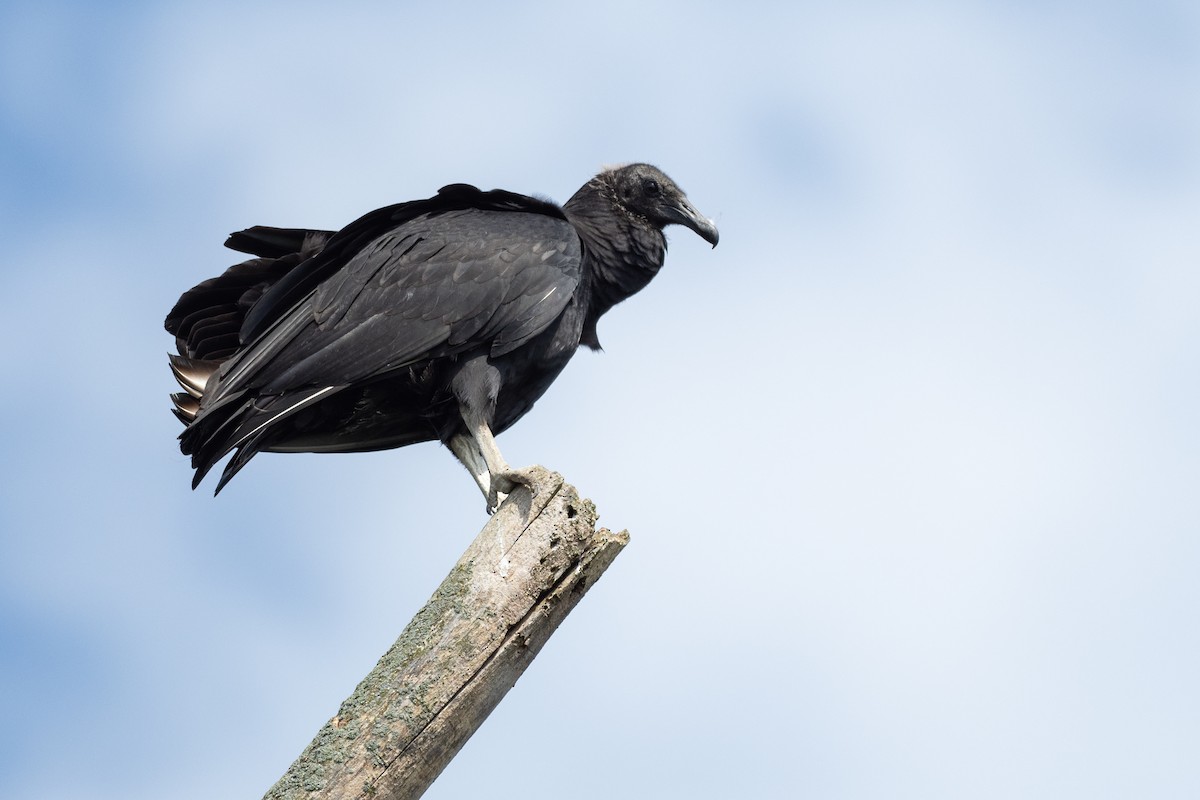Black Vulture - ML642785916