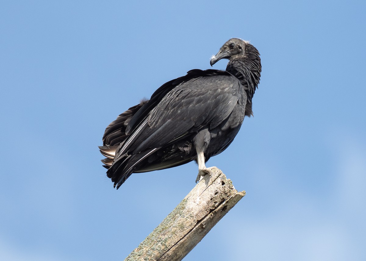 Black Vulture - ML642785917