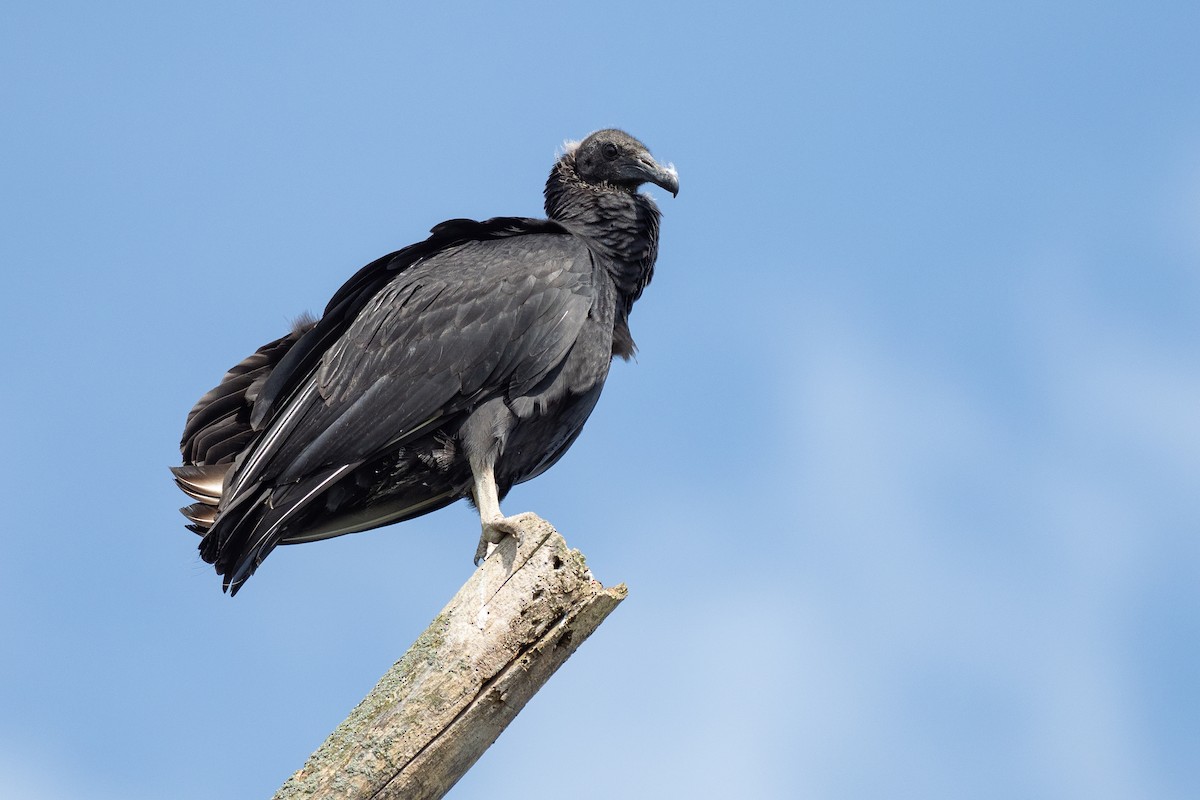 Black Vulture - ML642785918