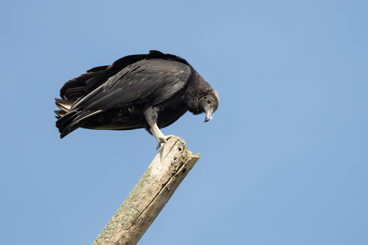 Black Vulture - ML642785919