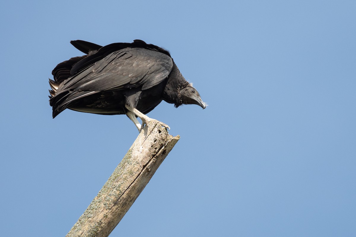 Black Vulture - ML642785920
