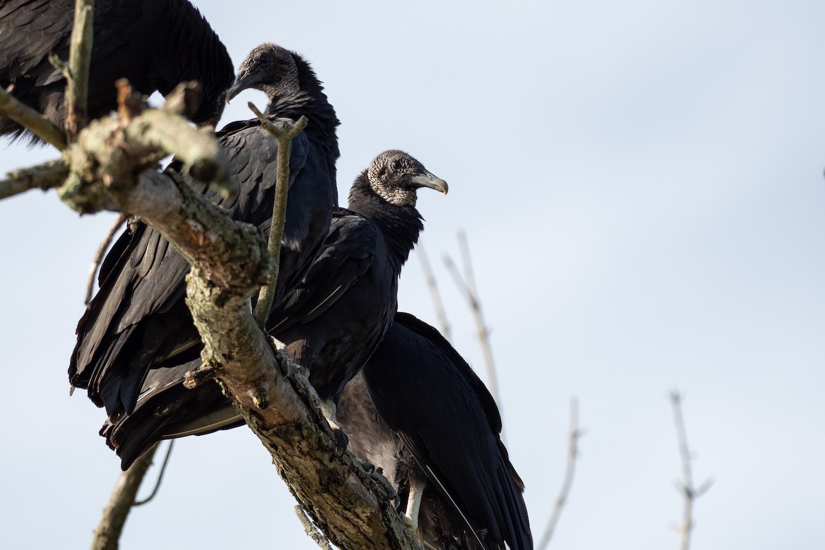 Black Vulture - ML642785921