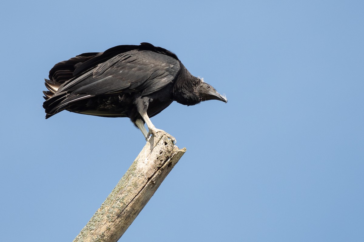 Black Vulture - ML642785922