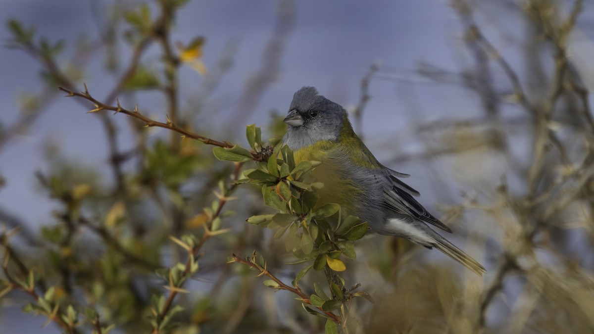 Gray-hooded Sierra Finch - ML642785926