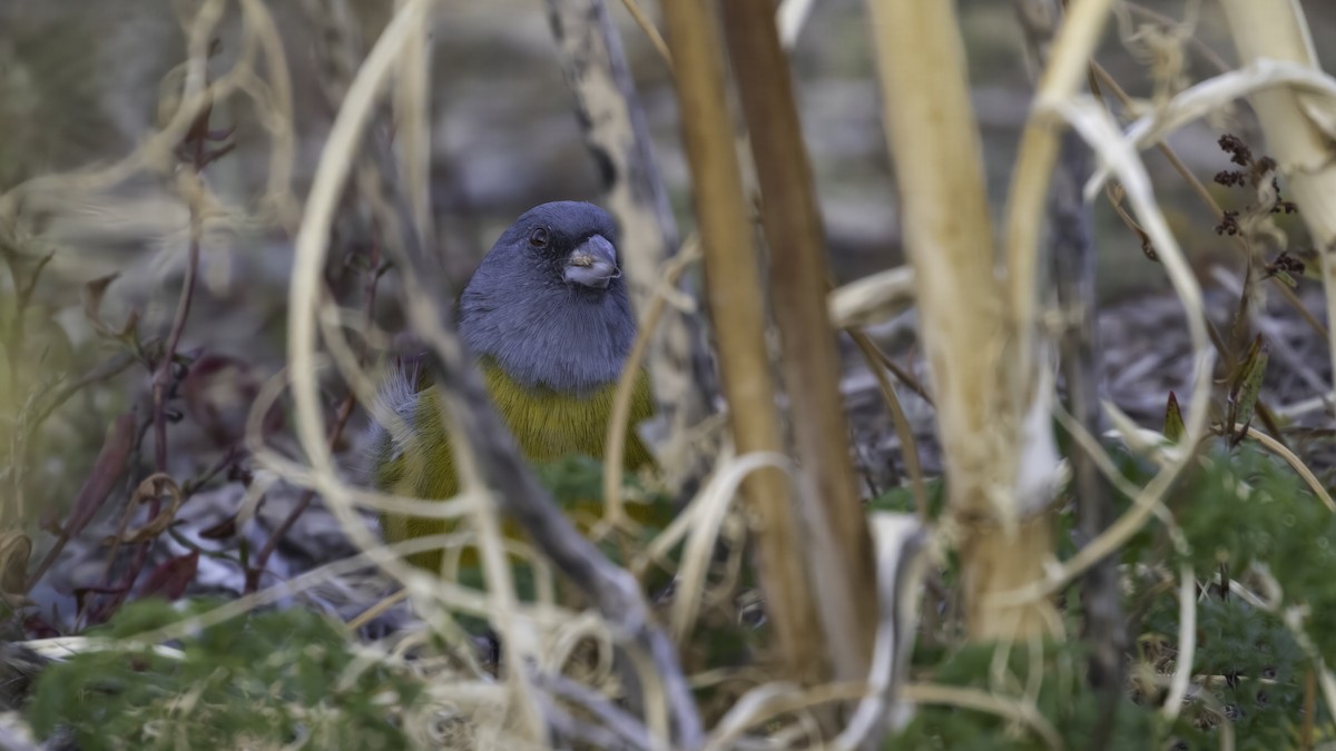 Gray-hooded Sierra Finch - ML642785929