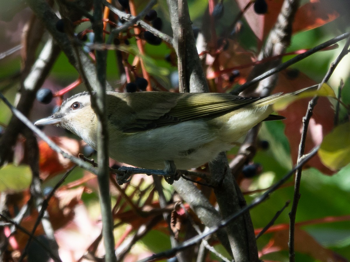rødøyevireo - ML642785930