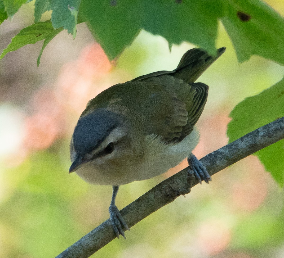 rødøyevireo - ML642785931