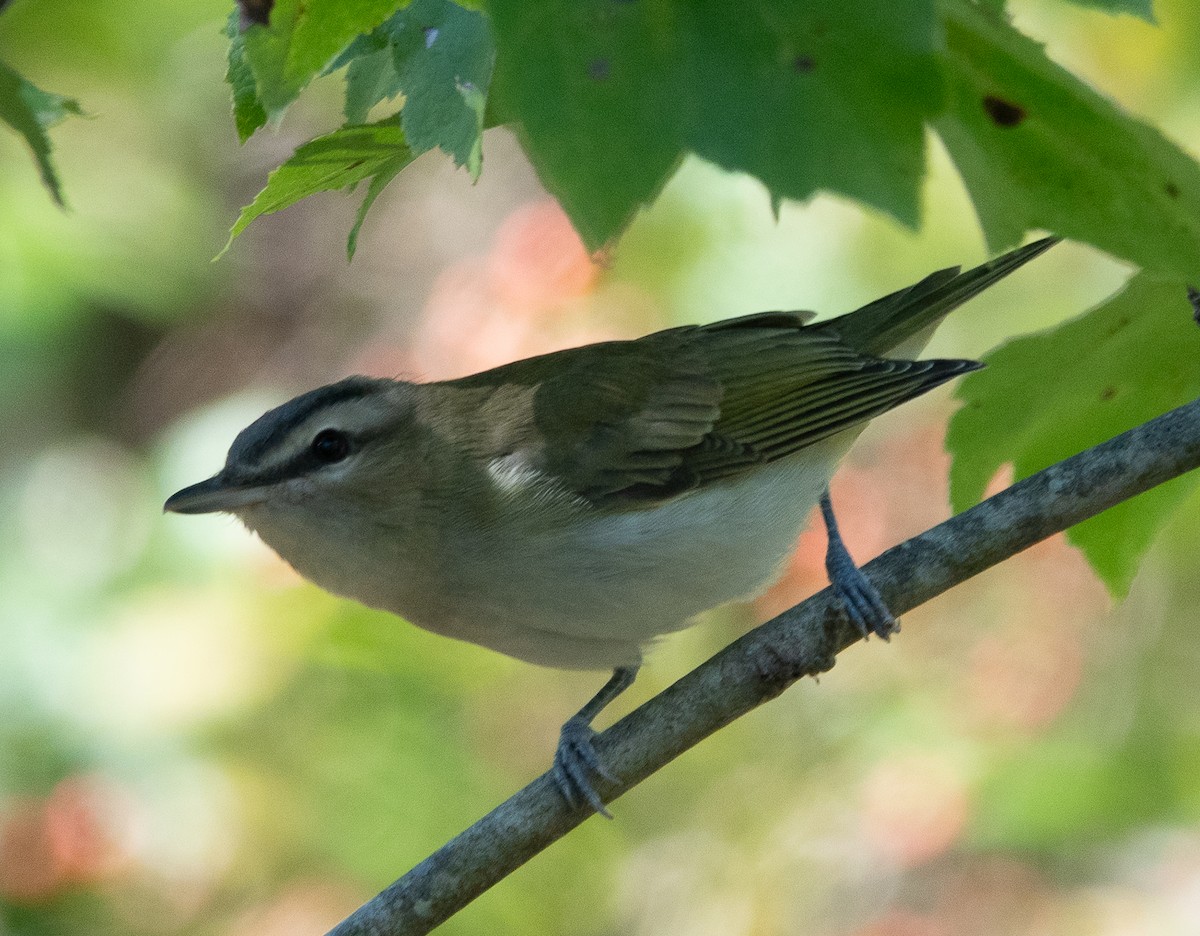 rødøyevireo - ML642785932