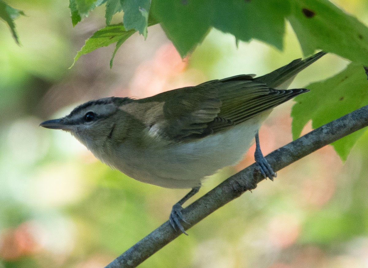 rødøyevireo - ML642785933