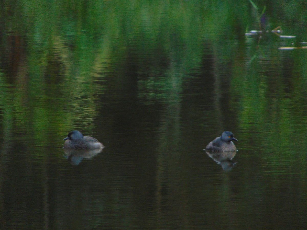 Least Grebe - ML642785937