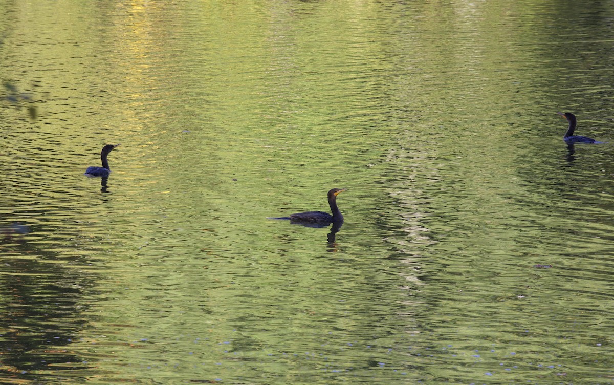 Cormorán Orejudo - ML642785941