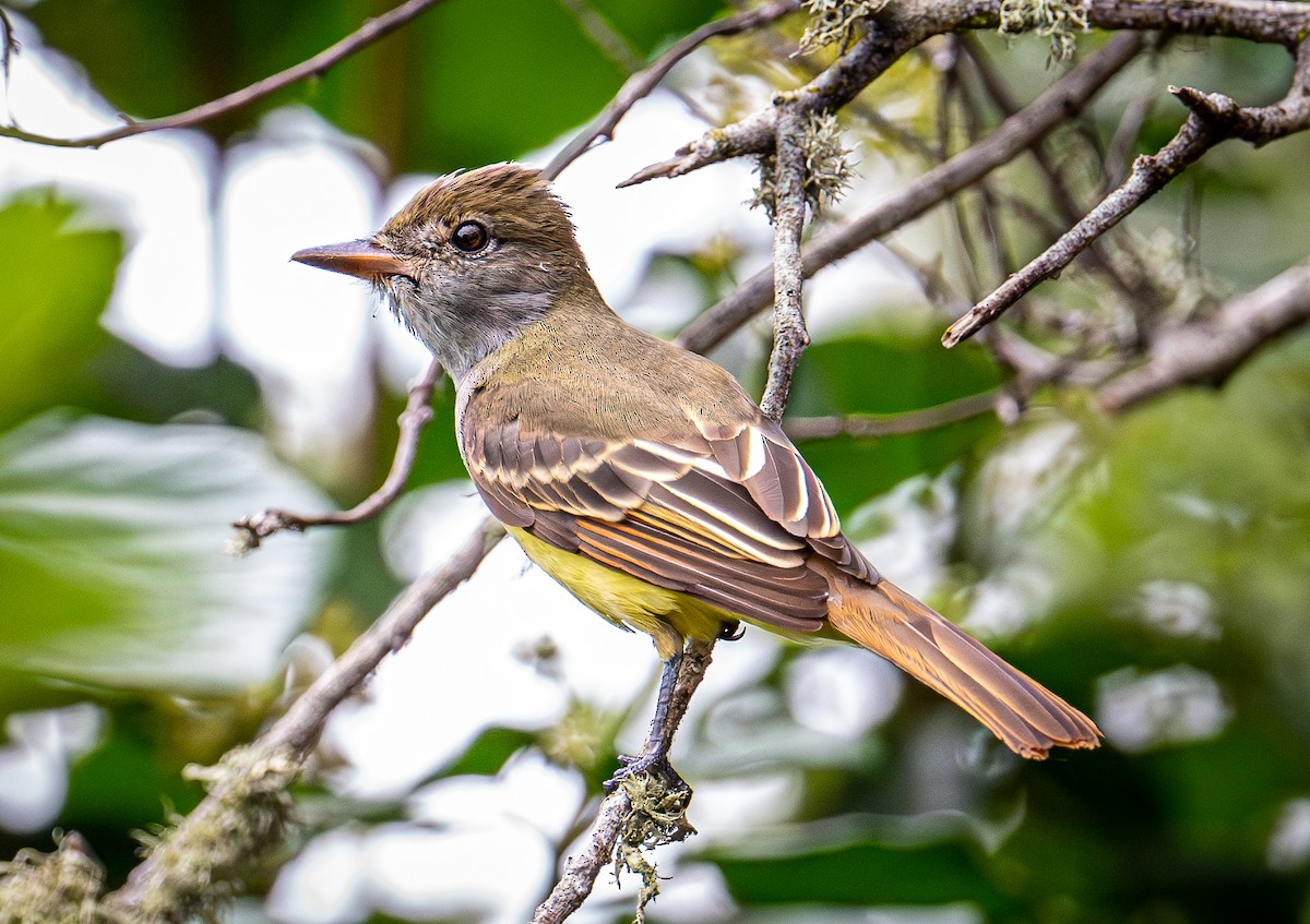 Копетон чубатий - ML642785952