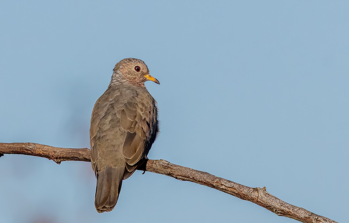 Common Ground Dove - ML642785953