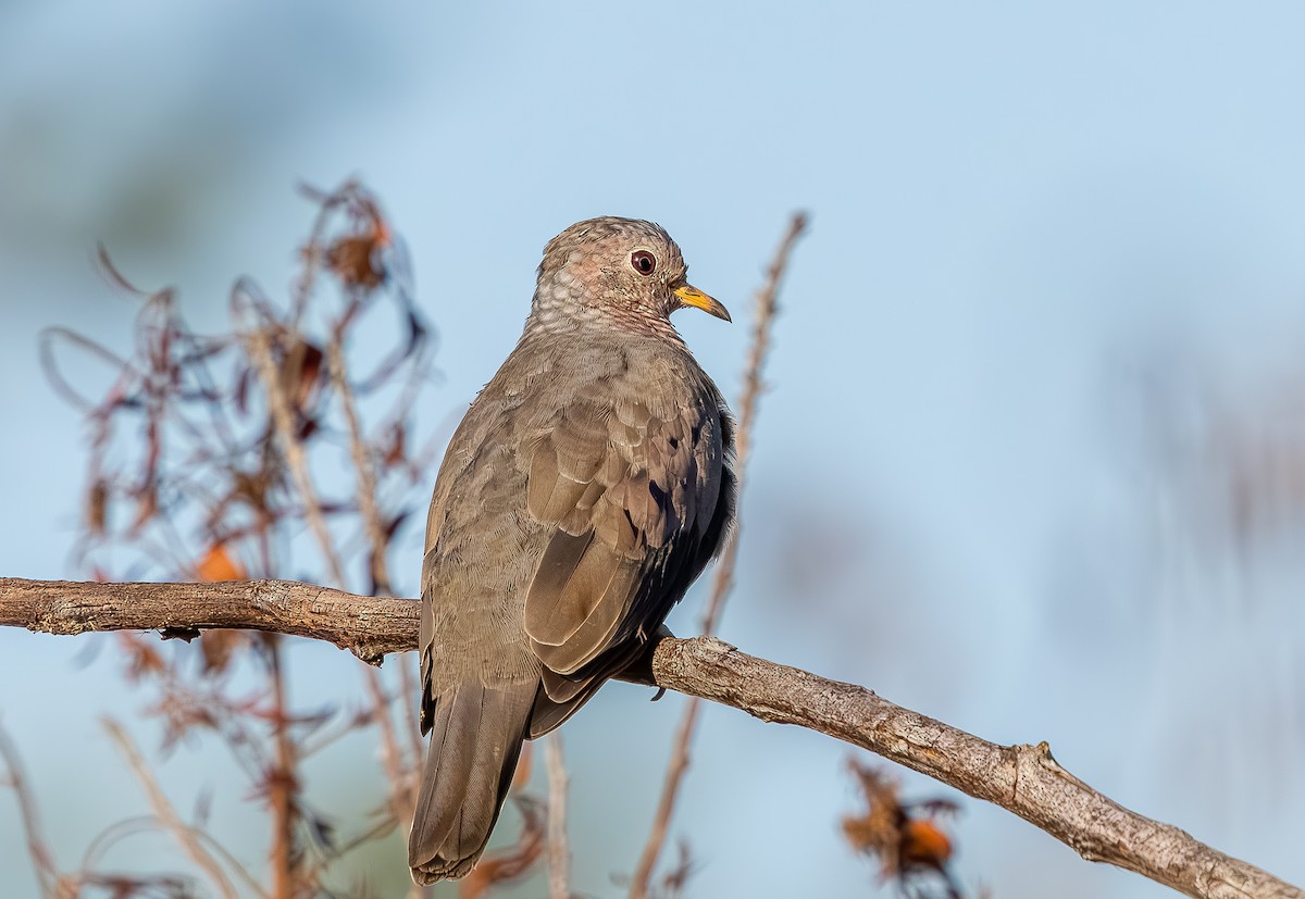 Common Ground Dove - ML642785954