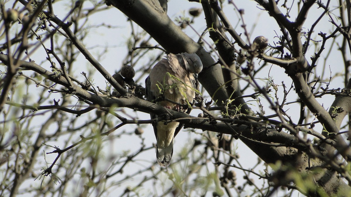 Eared Dove - ML642785955
