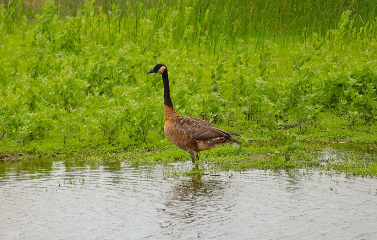 Canada Goose - ML642785956