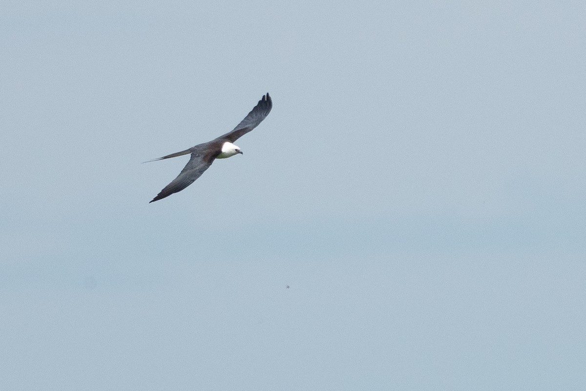 Swallow-tailed Kite - ML642785961