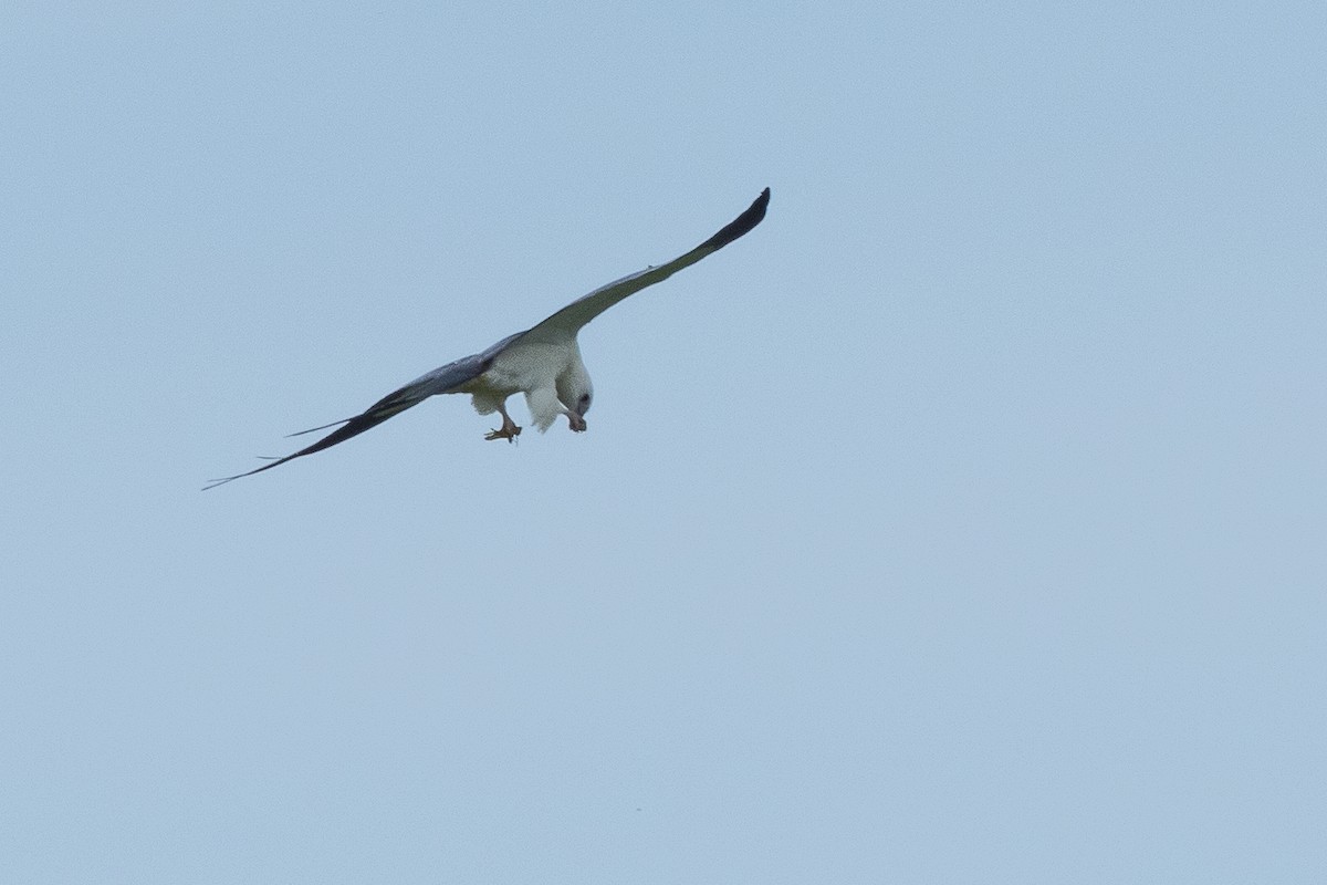 Swallow-tailed Kite - ML642785962