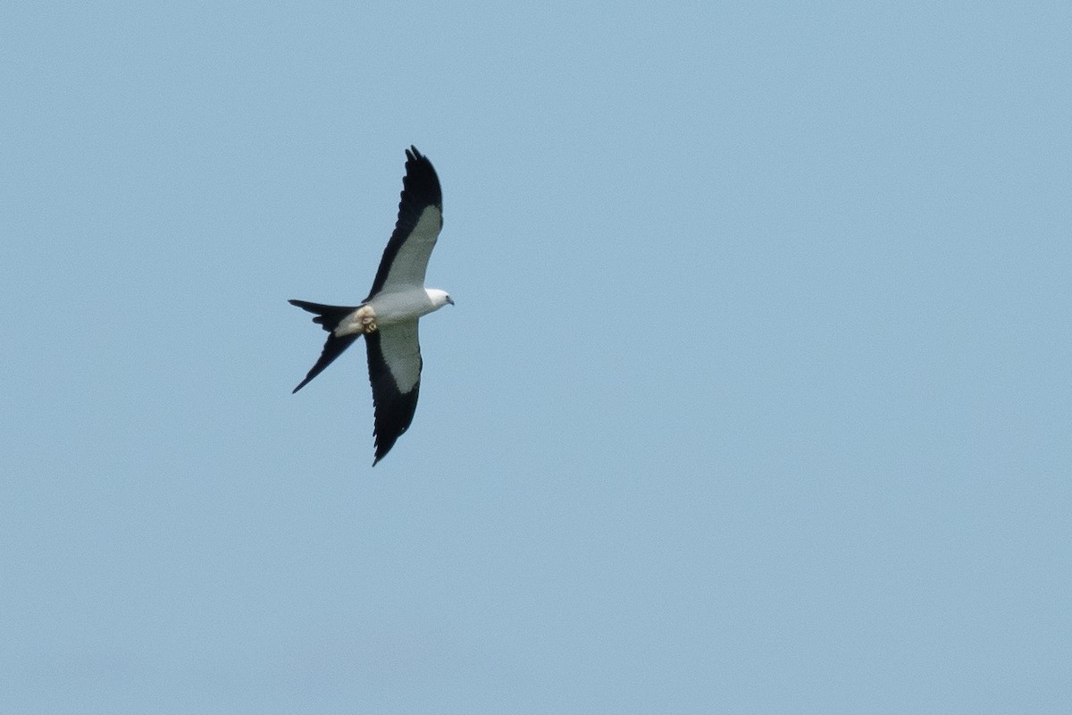 Swallow-tailed Kite - ML642785963