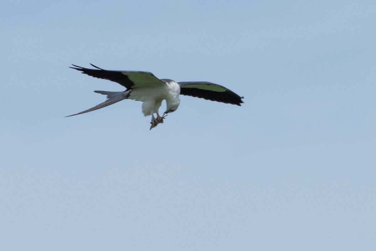 Swallow-tailed Kite - ML642785964