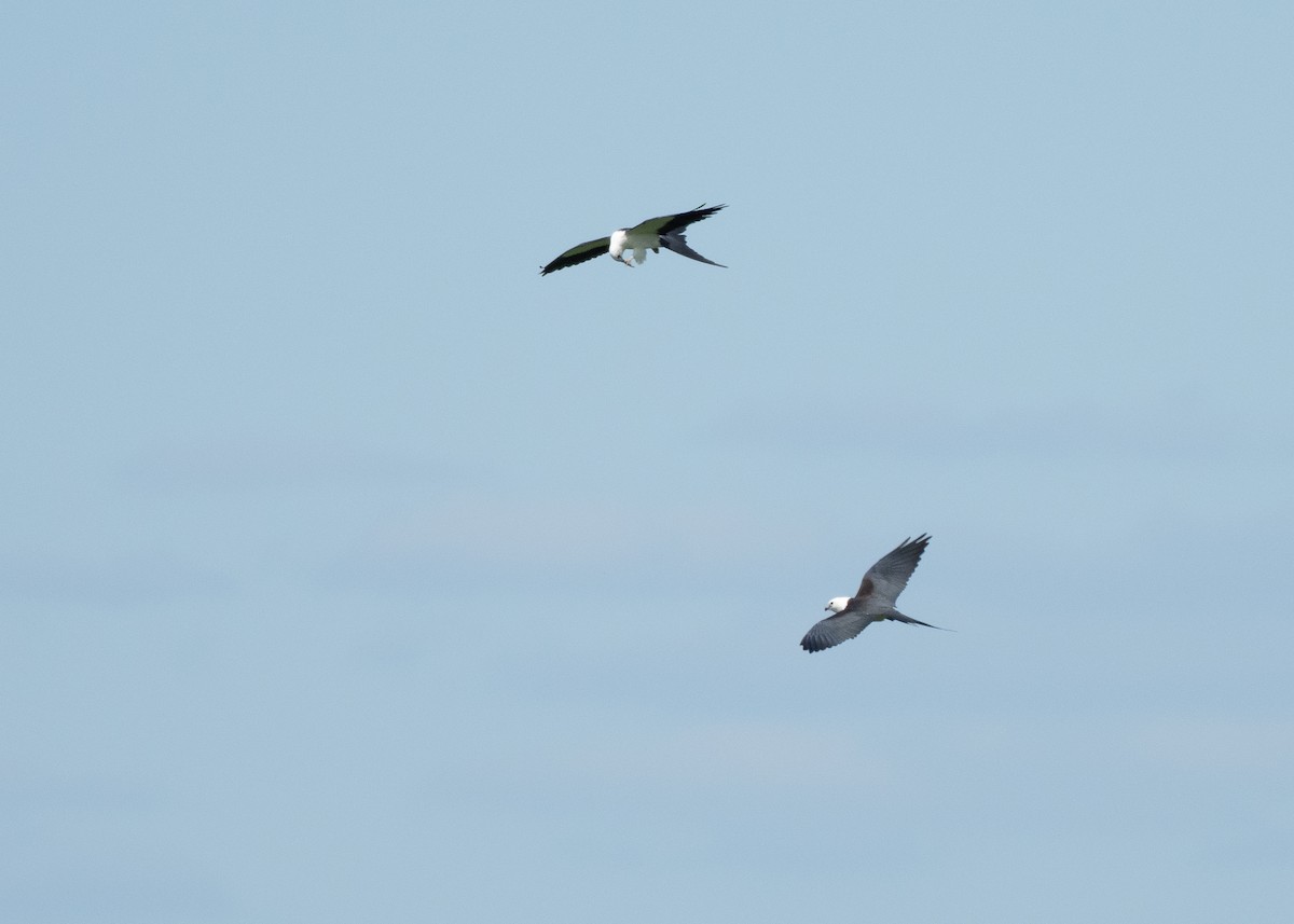 Swallow-tailed Kite - ML642785966