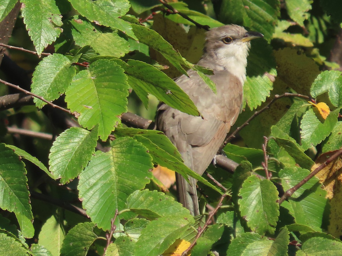 Yellow-billed Cuckoo - ML642785975