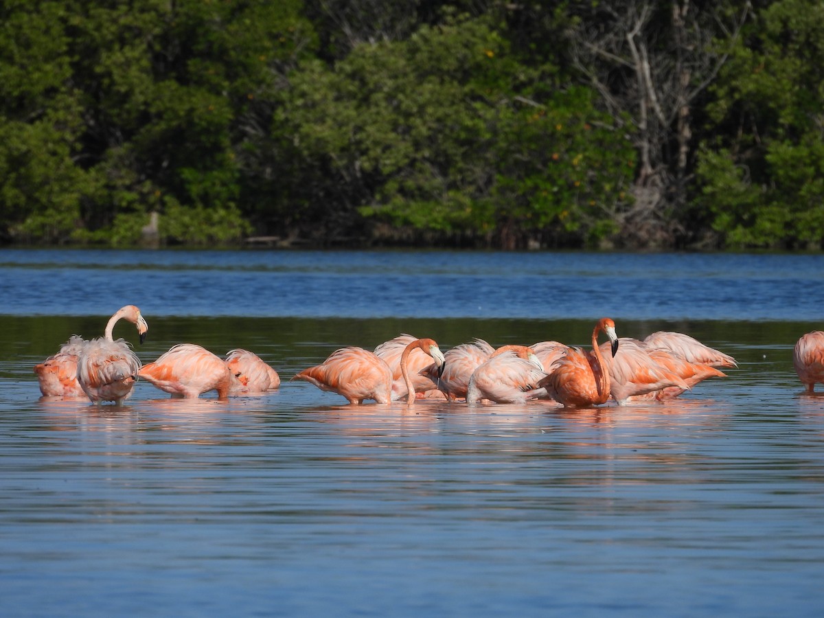 American Flamingo - ML642785980