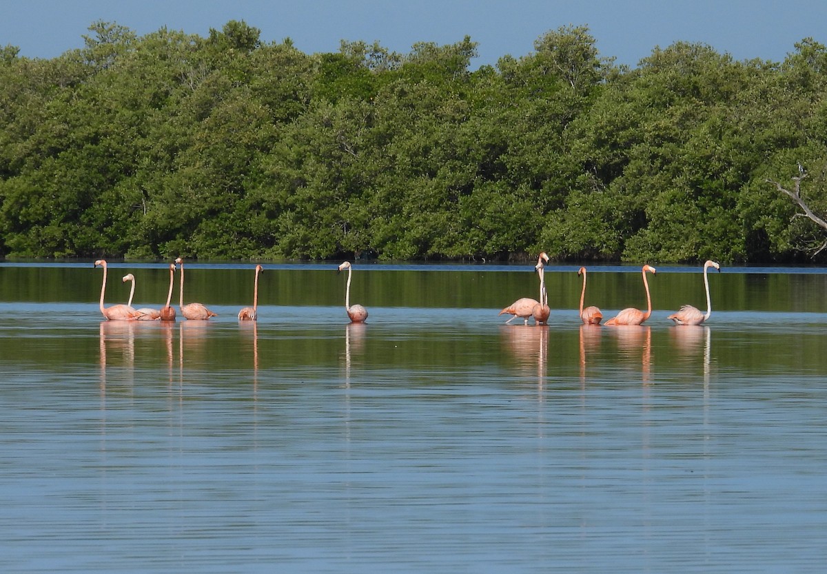 American Flamingo - ML642785983