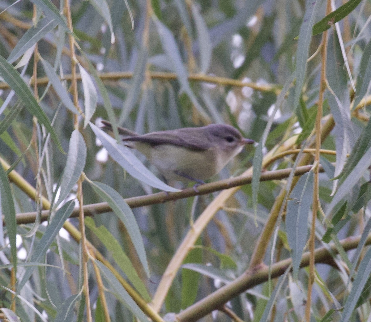 Vireo Gorjeador - ML642785986