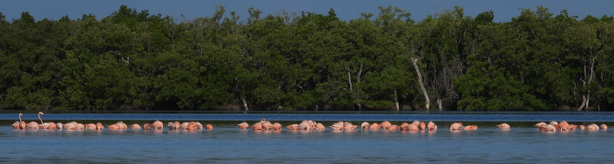 American Flamingo - ML642785987