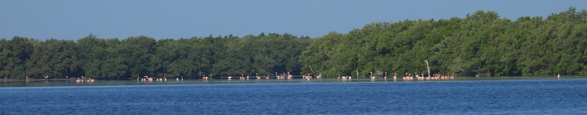 American Flamingo - ML642785988