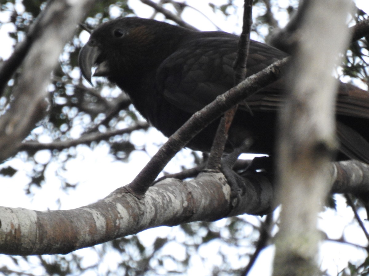 New Zealand Kaka - ML642785996