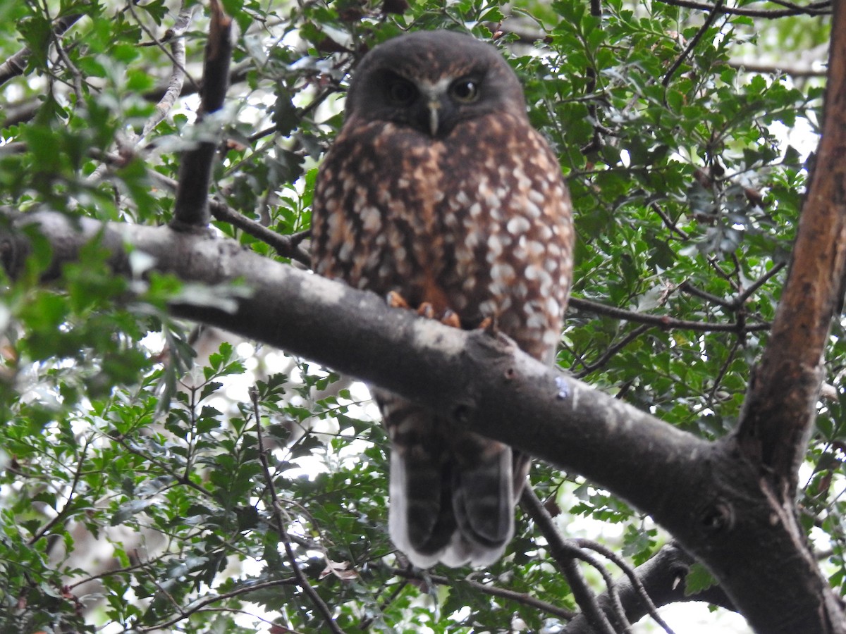 Morepork - ML642786003