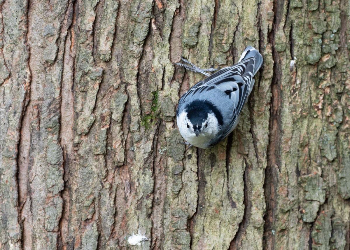 White-breasted Nuthatch - ML642786004