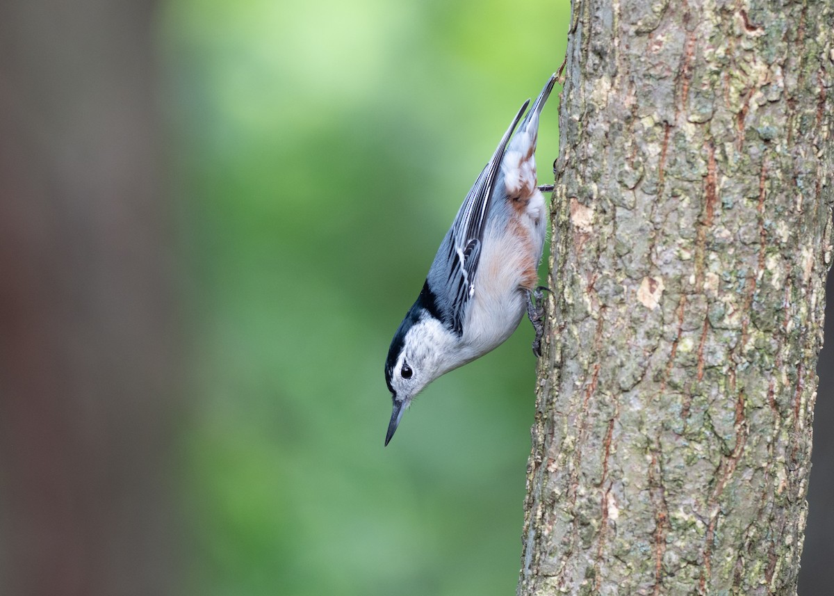 White-breasted Nuthatch - ML642786005
