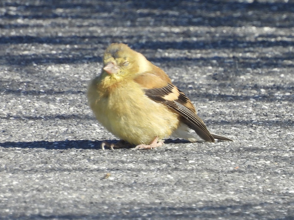American Goldfinch - ML642786010